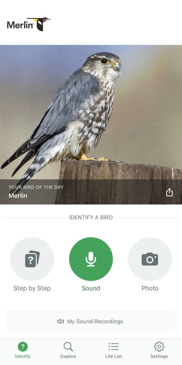 Изображение к новости: Появился Shazam для птиц: приложение Merlin Bird …
