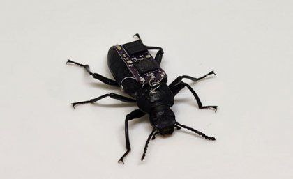 Дополнительное изображение к новости: 🤖 «Умные» жуки будут спасать людей.
В Австралии …